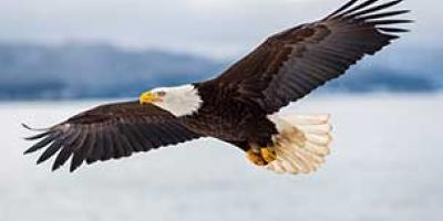 Bald Eagle Characteristics