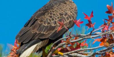 Bald Eagle Characteristics